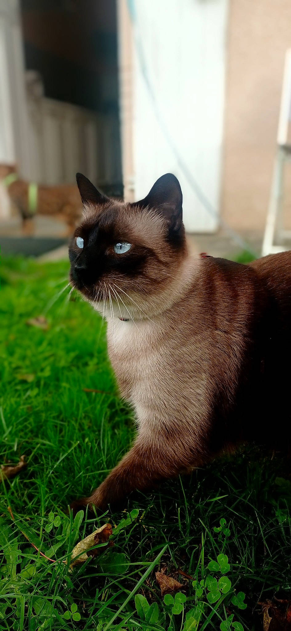 Moucheka participe au concours pour gagner de l'argent avec cette photo : carnivore, cat, domestic_short_haired_cat, fawn, felidae, fur, grass, groundcover, iris, plant, siamese, small_to_medium_sized_cats, snout, tail, terrestrial_animal, whiskers, wildlife