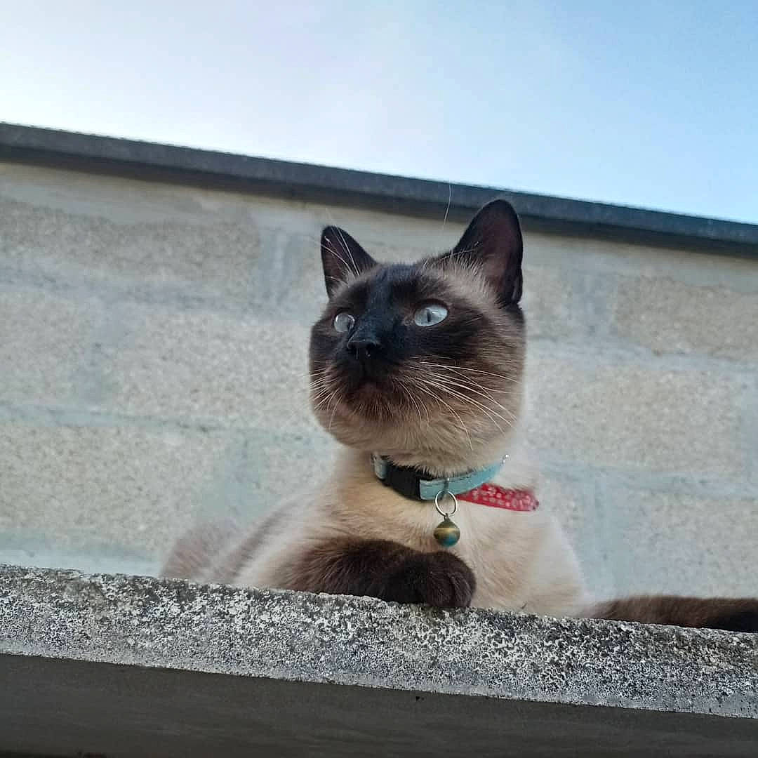 Moucheka participe au concours pour gagner de l'argent avec cette photo : carnivore, cat, domestic_short_haired_cat, eye, fawn, felidae, fur, grey, paw, rectangle, road_surface, siamese, sky, small_to_medium_sized_cats, snout, tail, water, whiskers, window, windshield