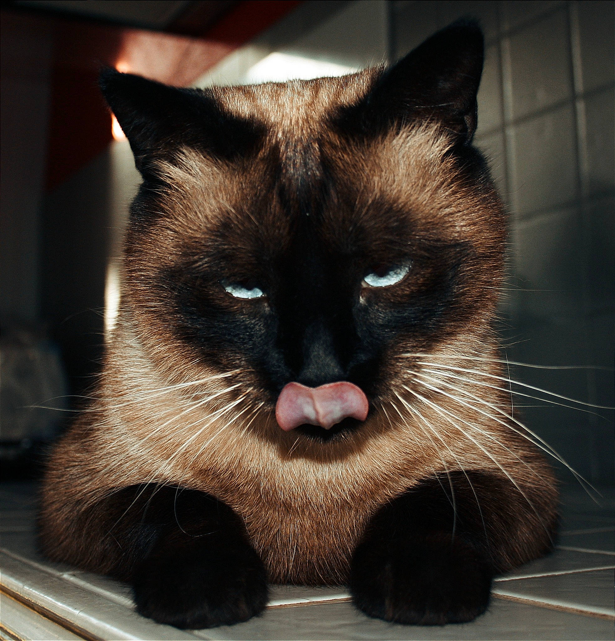 Moucheka participe au concours pour gagner de l'argent avec cette photo : art, black_cat, bombay, carnivore, cat, claw, domestic_short_haired_cat, fang, felidae, fur, paw, photo_caption, small_to_medium_sized_cats, snout, tail, terrestrial_animal, whiskers