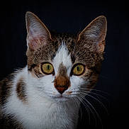 Abba participe au concours pour gagner de l'argent avec cette photo : cat, animal, pet, portrait, close_up, yellow_eyes, whiskers, fur, ears, face, domestic_cat, cute, feline, looking, alert, mammal, indoor, tabby, white_fur, brown_fur