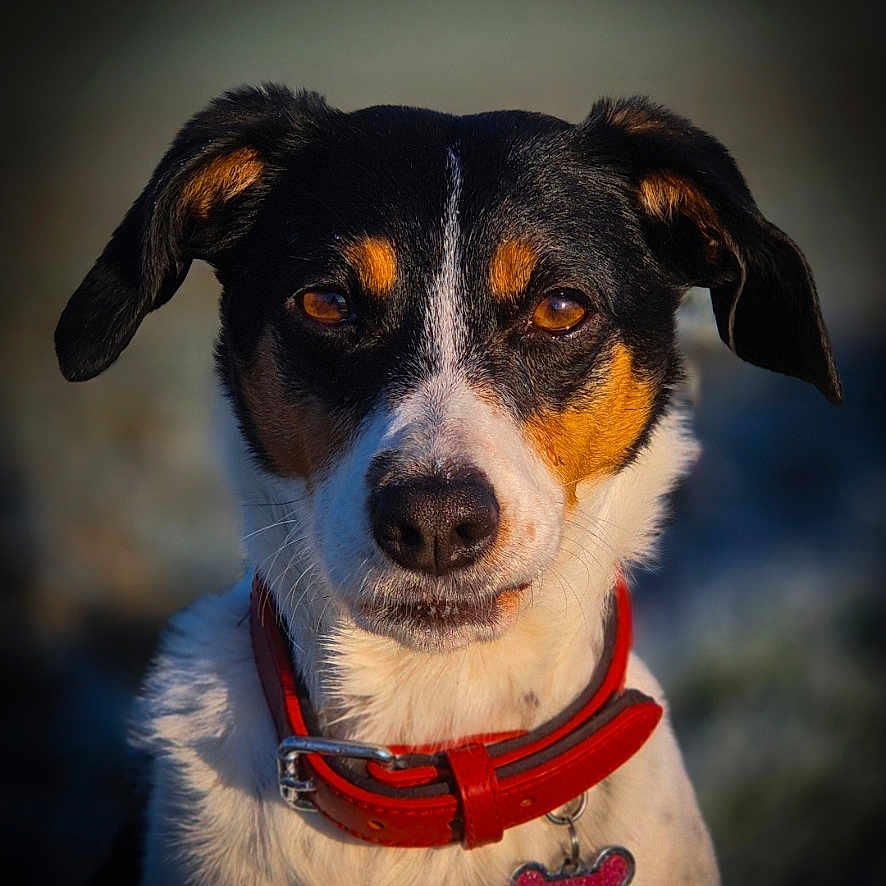 Karla participe au concours pour gagner de l'argent avec cette photo : animal, black_fur, bone_tag, brown_eyes, canine, close_up, collar, cute, dog, ears, face, fur, looking_at_camera, muzzle, nature, outdoor, pet, portrait, tan_markings, white_fur