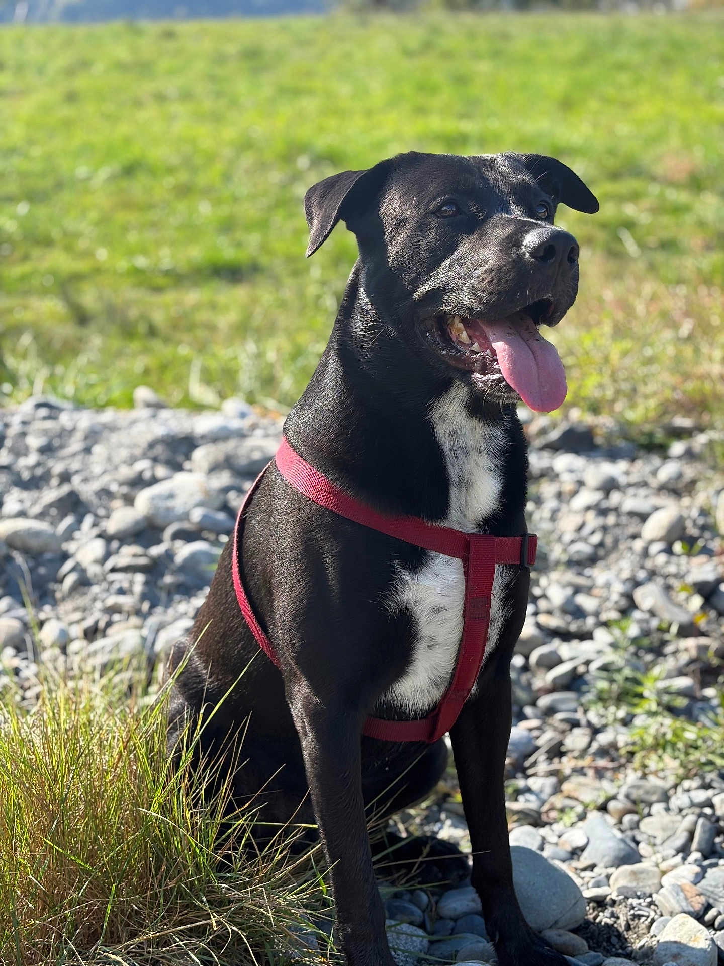 Koda a rejoint le concours — aidez-le/la à gagner de superbes lots ! dog, black_dog, red_harness, outdoor, grass, rocks, tongue_out, sunlight, pet, canine, sitting, nature, happy, animal, mammal, closeup, daylight, fur, collar, field