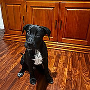 Koda a rejoint le concours — aidez-le/la à gagner de superbes lots ! puppy, dog, black_dog, white_patch, wooden_floor, cabinet, indoor, pet, animal, cute, sitting, curious, floor, furniture, eyes, ears, portrait, young_dog, home, domestic