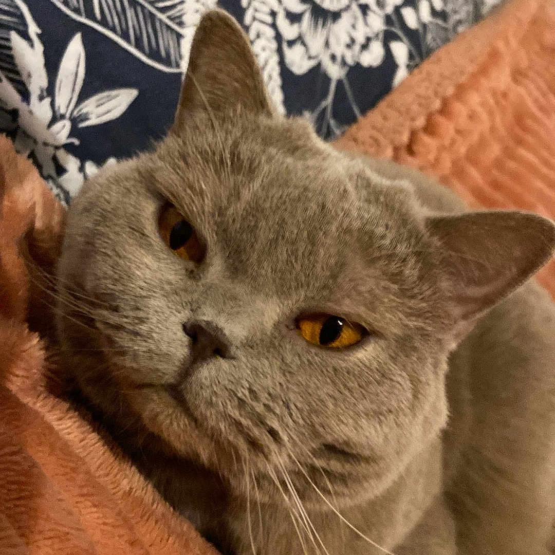 Queen participe au concours pour gagner de l'argent avec cette photo : abyssinian, animal, bed, bedroom, blanket, cat, chair, couch, cushion, furniture, homedecor, indoors, kitten, linen, manx, person, pet, pillow, quilt, sleeping