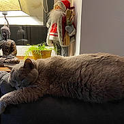 Queen a rejoint le concours — aidez-le/la à gagner de superbes lots ! adult, animal, architecture, building, cat, child, couch, female, furniture, girl, indoors, interiordesign, lamp, livingroom, manx, person, pet, plant, room, woman