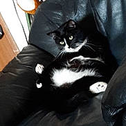 Skywalker is registered to the contest to win money with this photo: animal, black_and_white_cat, cat, cozy, dog_toy, domestic_cat, fur, furniture, hand, home, indoor, leather_couch, paw, pet, relaxed, resting, sitting, stuffed_animal, toy, whiskers