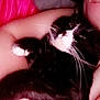 cat, black_and_white_cat, person, glasses, arm, pink_fabric, pillow, indoor, close_up, pet, resting, cuddle, fur, whiskers, face, comfort, relaxation, nap, cozy, human