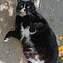 Skywalker is registered to the contest to win money with this photo: cat, tuxedo_cat, black_and_white, animal, pet, outdoor, concrete, leaf, autumn, fall, whiskers, fur, curious, lying_down, playful, closeup, mammal, cute, nature, daylight