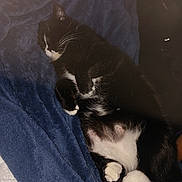 Skywalker is registered to the contest to win money with this photo: cat, sleeping, black_and_white, feline, pet, cozy, blanket, resting, indoor, fur, whiskers, paws, cute, animal, relaxation, soft_texture, nap, comfort, domestic_cat, quiet