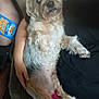 Husker is registered to the contest to win money with this photo: dog, small_dog, lap, person, black_shirt, pink_pants, popcorn_box, couch, indoor, relaxed, fur, pet, hand, light_brown_fur, gray_fur, curious, sitting, comfort, casual, human