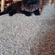 Princess is registered to the contest to win money with this photo: animal, black_cat, carpet, cat, close_up, cozy, domestic_cat, ears, eyes, floor, fluffy, furniture, home, indoor, lying_down, pet, relaxed, sparkles, whiskers, wooden_chair