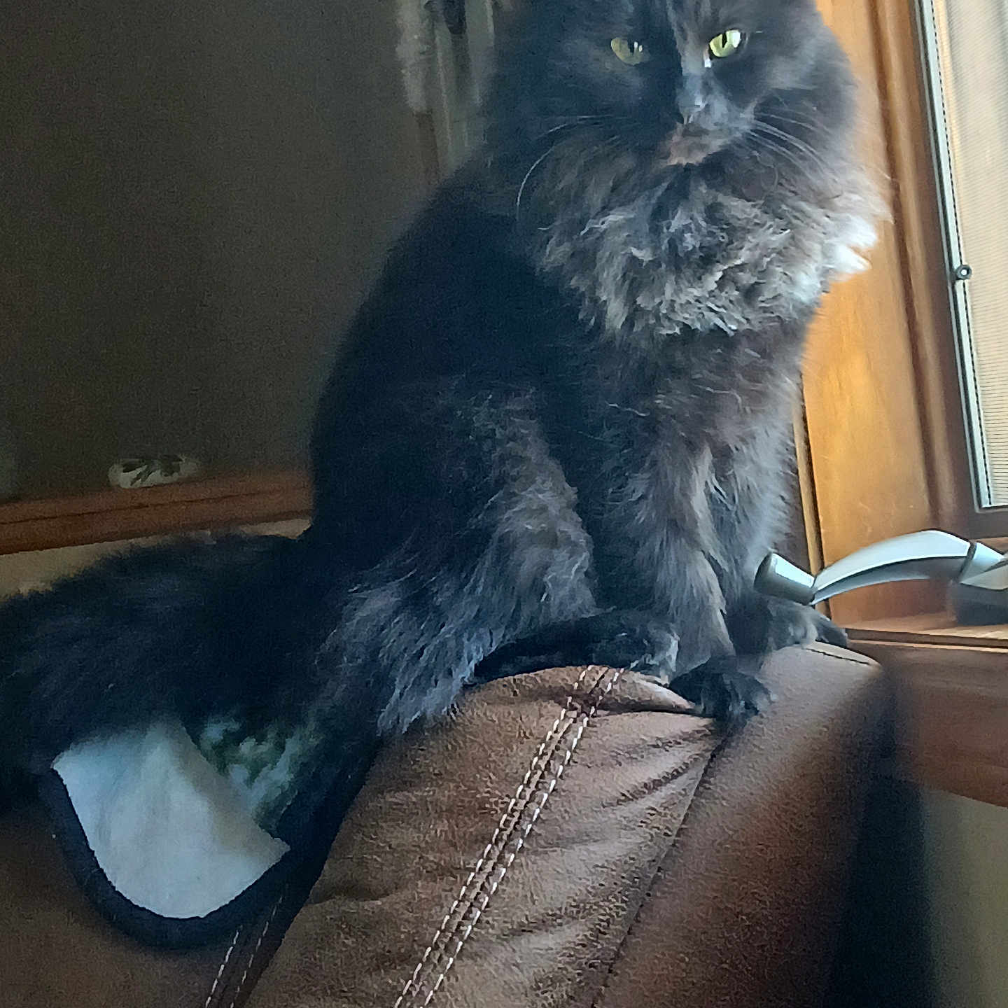 Princess is registered to the contest to win money with this photo: animal, black_cat, cat, couch, domestic_cat, ears, feline, fluffy, fur, green_eyes, home, indoor, leather, looking, natural_light, pet, sitting, tail, whiskers, window