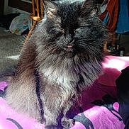 Princess joined the competition — help win amazing prizes! cat, fluffy, black_cat, pet, indoor, blanket, purple, sunlight, relaxing, feline, animal, cozy, tongue_out, sitting, home, wooden_chair, flowers, decor, carpet, soft