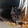 Princess is registered to the contest to win money with this photo: cat, black_cat, fluffy, green_eyes, autumn_leaves, concrete, outdoor, curious, animal, pet, feline, resting, nature, chair_legs, fall, leaf_litter, whiskers, portrait, closeup, daylight