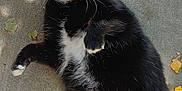 Princess joined the competition — help win amazing prizes! cat, tuxedo_cat, black_and_white, animal, pet, outdoor, concrete, leaf, autumn, fall, whiskers, fur, curious, lying_down, playful, closeup, mammal, cute, nature, daylight