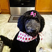 Nala joined the competition — help win amazing prizes! dog, black_dog, bow, bandana, heart_pattern, kitchen, floor, pet, cute, animal, indoor, two_dogs, small_dog, furry, sitting, portrait, domestic, companion, friendly, household