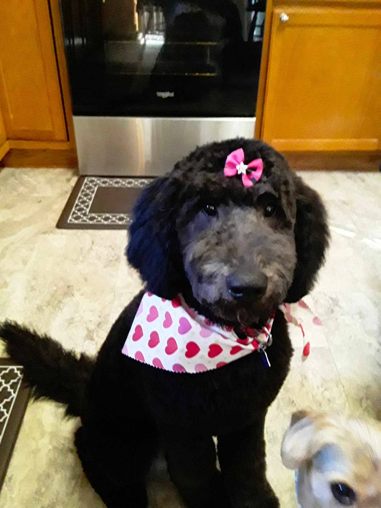 Nala joined the competition — help win amazing prizes! dog, black_dog, bow, bandana, heart_pattern, kitchen, floor, pet, cute, animal, indoor, two_dogs, small_dog, furry, sitting, portrait, domestic, companion, friendly, household
