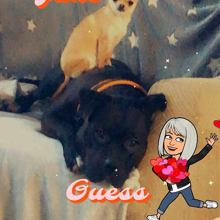 Jane Et Guess participe au concours pour gagner de l'argent avec cette photo : animal, canine, chair, clothing, couch, cushion, dog, face, footwear, furniture, head, homedecor, hound, labradorretriever, person, pet, photography, portrait, puppy, shoe