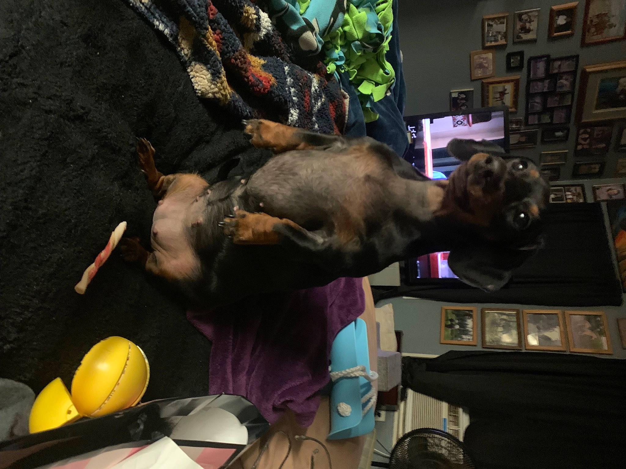 Gabby joined the competition — help win amazing prizes! canidae, collar, dog_breed, fashion_accessory, fun, guard_dog, houseplant, machine, plant, room, sporting_group, working_animal