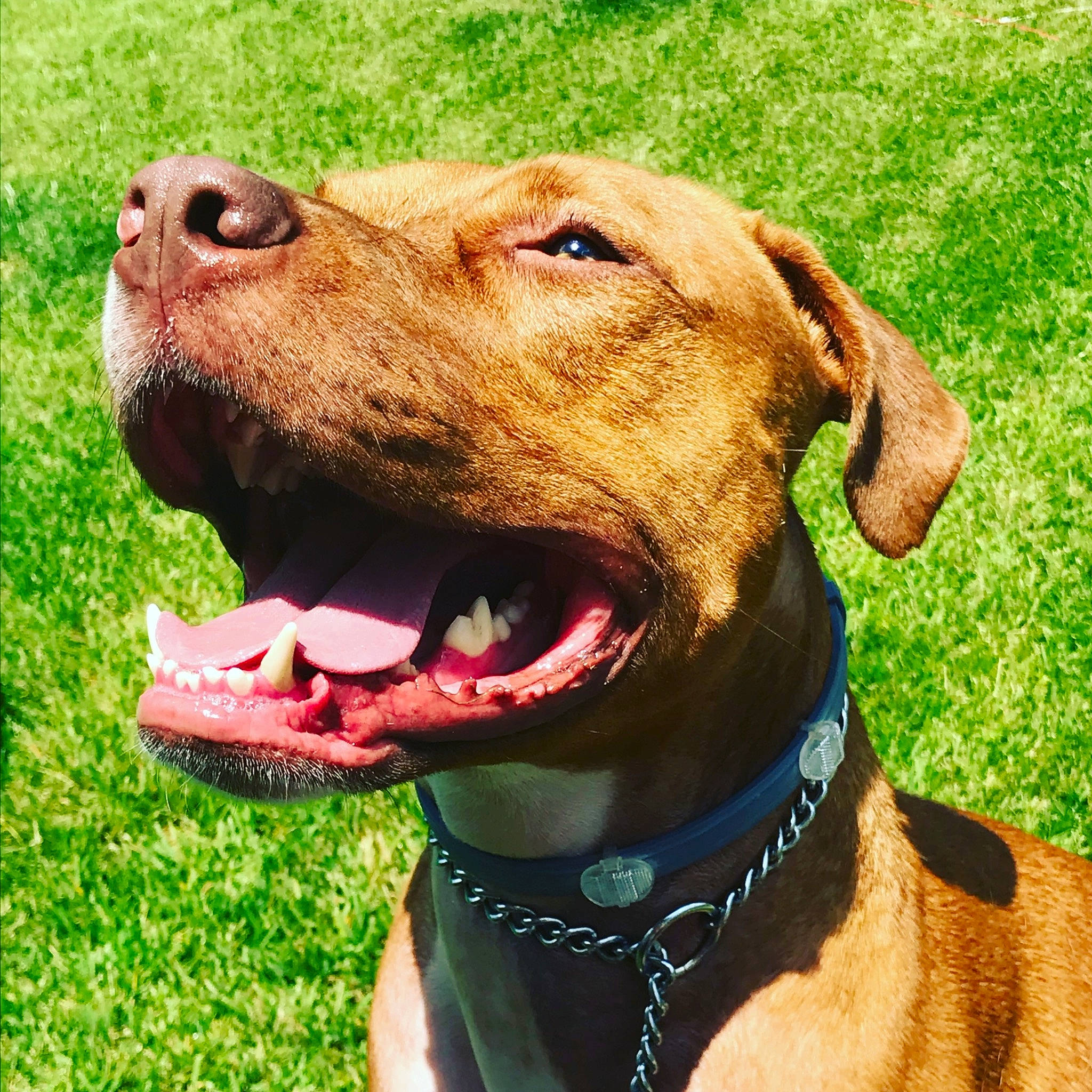Maximus is registered to the contest to win money with this photo: canidae, carnivore, collar, dog, dog_breed, dog_collar, fawn, hunting_dog, labrador_retriever, mammal, pit_bull, rhodesian_ridgeback, snout, sporting_group, vertebrate, vizsla