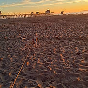 Annabelle is registered to the contest to win money with this photo: animal, beach, clouds, coast, dog, evening, harness, leash, nature, outdoor, pier, sand, scenic, shadow, shore, sky, sunset, vacation, walking, water