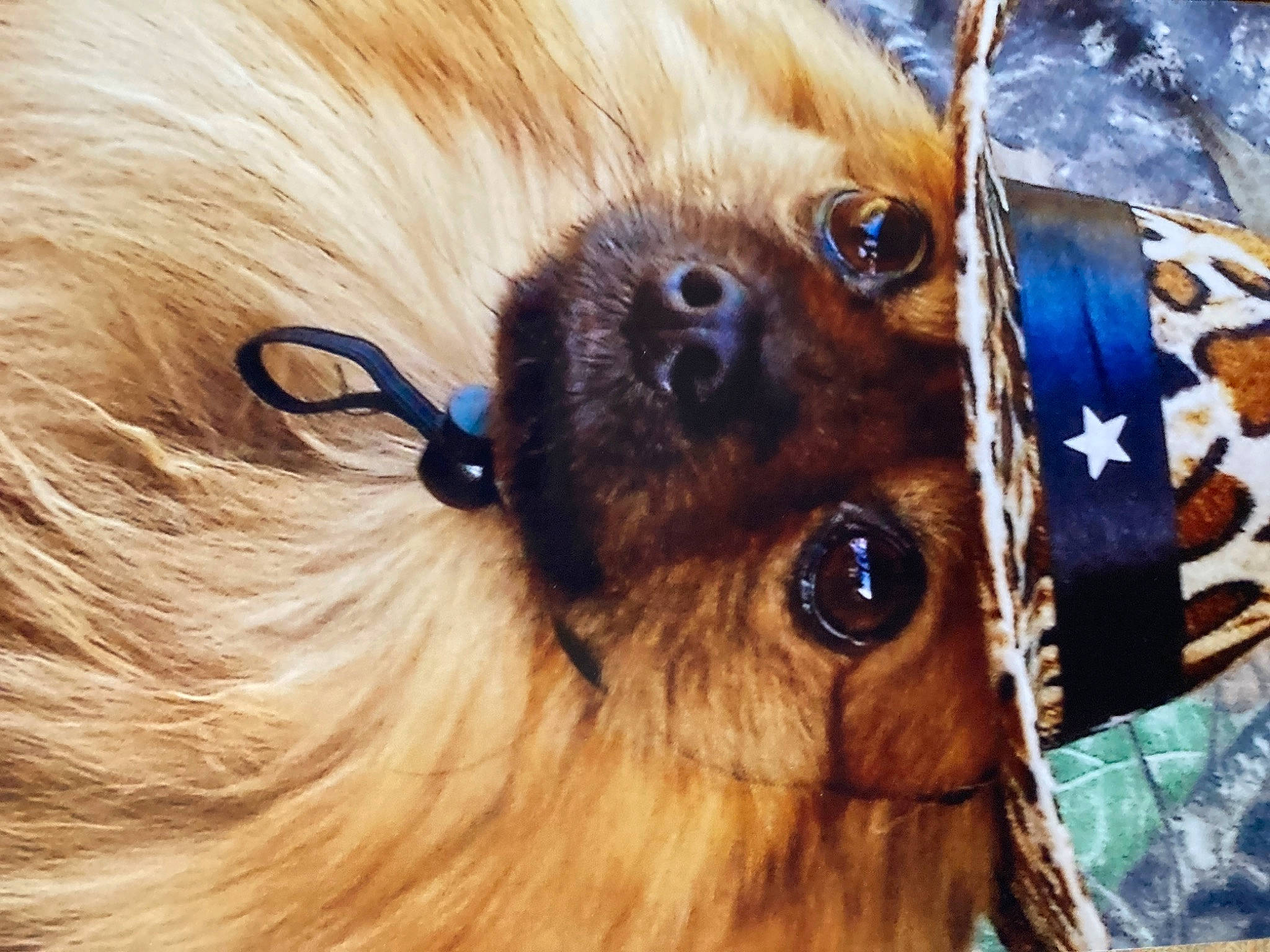 Poohbear is registered to the contest to win money with this photo: canidae, carnivore, close_up, collar, companion_dog, dog, dog_breed, ear, eye, eyelash, fawn, german_spitz, hair, liver, snout, spitz, sporting_group, toy_dog, whiskers, working_animal