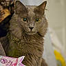 Binxy joined the competition — help win amazing prizes! cat, gray_cat, fluffy, indoor, pet, animal, feline, yellow_eyes, portrait, sitting, fur, whiskers, closeup, domestic_cat, household, package, wipes, soft_light, focused, alert