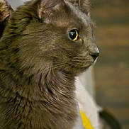 Binxy joined the competition — help win amazing prizes! cat, gray_cat, feline, close_up, profile, fur, whiskers, yellow_eye, pet, domestic_animal, indoor, soft_light, curious, portrait, animal, mammal, cute, fluffy, face, side_view