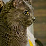 cat, gray_cat, feline, close_up, profile, fur, whiskers, yellow_eye, pet, domestic_animal, indoor, soft_light, curious, portrait, animal, mammal, cute, fluffy, face, side_view