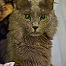 Binxy is registered to the contest to win money with this photo: cat, gray_cat, fluffy_fur, green_eyes, portrait, indoor, close_up, pet, animal, feline, whiskers, ears, fur_texture, looking, cute, domestic_cat, soft_light, focused, mammal, cozy