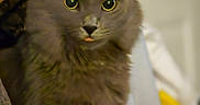 Binxy is registered to the contest to win money with this photo: cat, gray_cat, fluffy, pet, animal, indoor, curious, yellow_eyes, tongue_out, feline, household, wipes, clutter, closeup, portrait, cute, whiskers, ears, fur, domestic_cat
