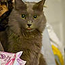 cat, gray_cat, fluffy, pet, animal, indoor, curious, yellow_eyes, tongue_out, feline, household, wipes, clutter, closeup, portrait, cute, whiskers, ears, fur, domestic_cat