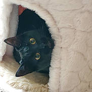Mira joined the competition — help win amazing prizes! black_cat, cat, pet, animal, cozy, furry, soft, indoor, cute, curious, cave, nestled, fluffy, yellow_eyes, whiskers, ears, resting, comfortable, home, feline