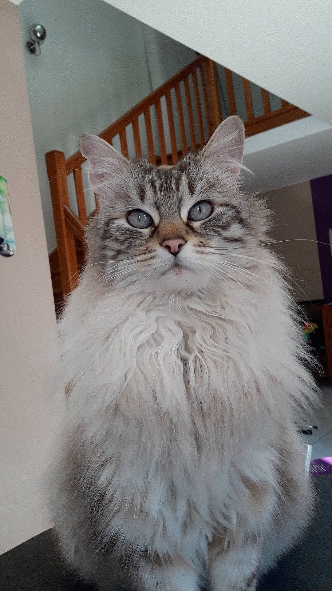 Caillou a rejoint le concours — aidez-le/la à gagner de superbes lots ! asian, asian_semi_longhair, british_longhair, british_semi_longhair, carnivore, cat, cymric, domestic_long_haired_cat, felidae, fur, maine_coon, mammal, napoleon_cat, norwegian_forest_cat, persian, ragamuffin, siberian, small_to_medium_sized_cats, vertebrate, whiskers
