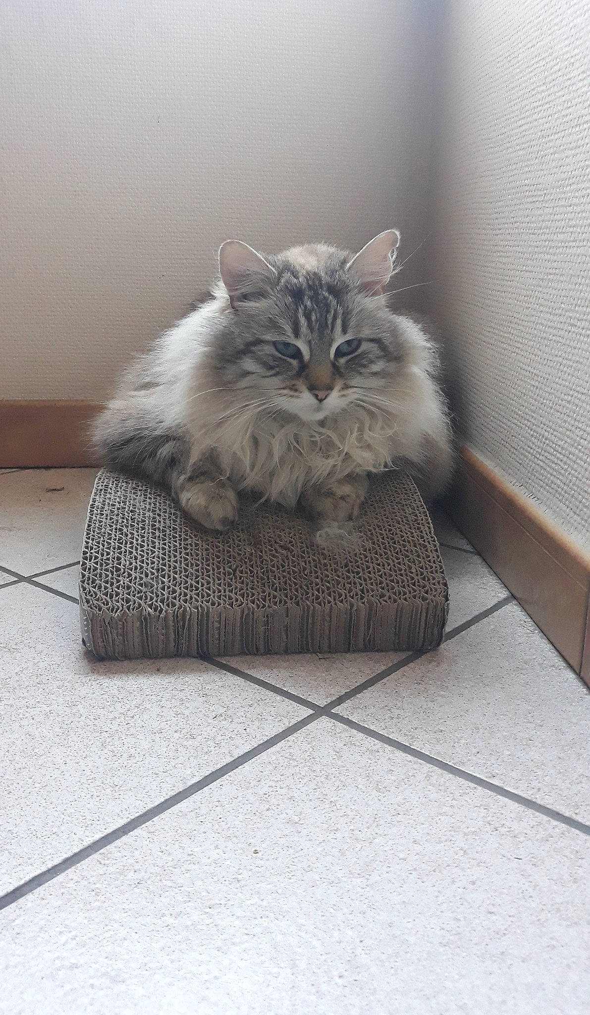 Caillou a rejoint le concours — aidez-le/la à gagner de superbes lots ! asian, british_semi_longhair, carnivore, cat, cat_bed, domestic_long_haired_cat, domestic_short_haired_cat, european_shorthair, felidae, floor, fur, kitten, maine_coon, norwegian_forest_cat, ragamuffin, siberian, sitting, small_to_medium_sized_cats, tabby_cat, whiskers