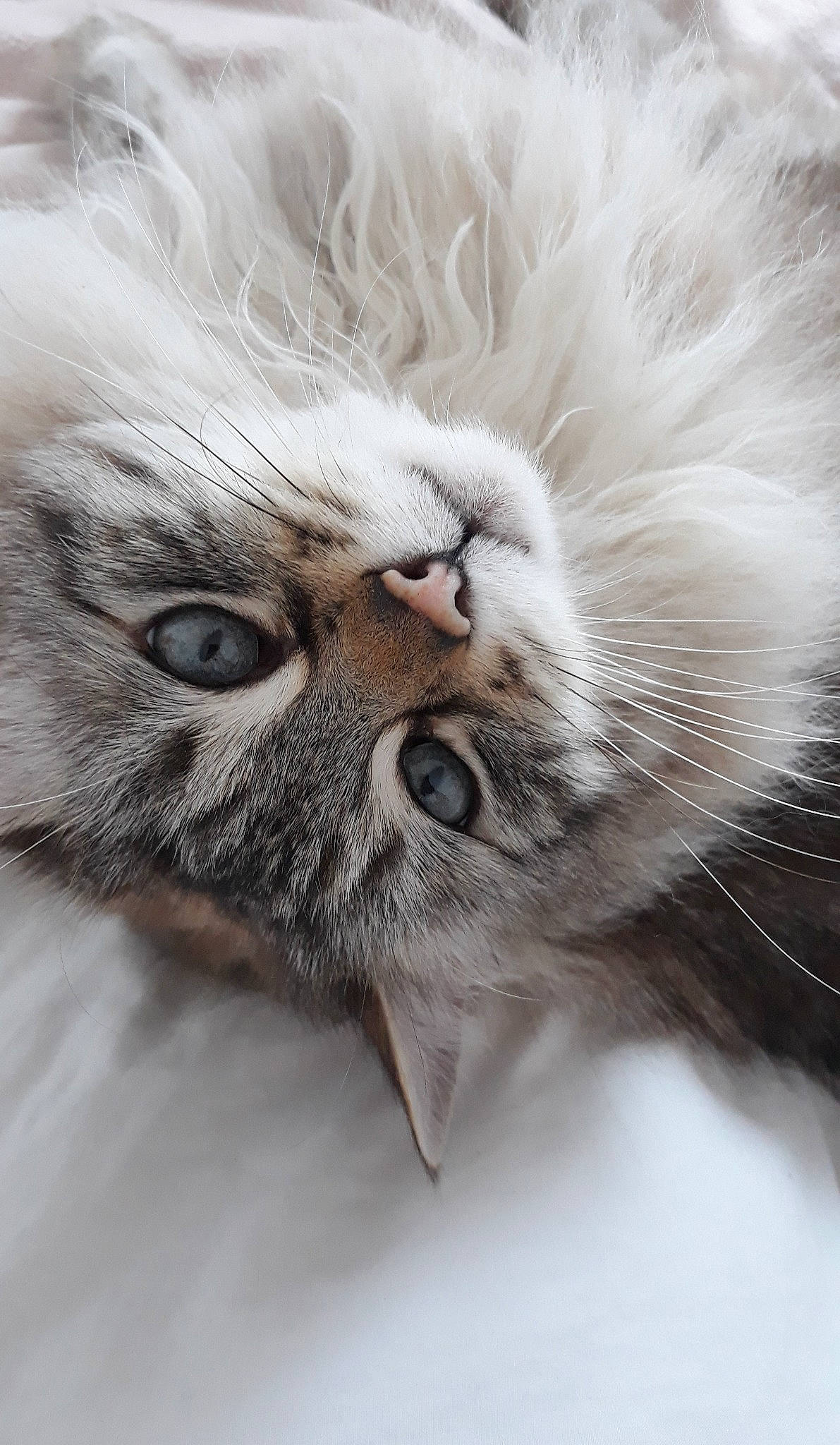 Caillou participe au concours pour gagner de l'argent avec cette photo : british_longhair, british_semi_longhair, carnivore, cat, close_up, european_shorthair, eye, felidae, fur, kitten, maine_coon, norwegian_forest_cat, nose, paw, ragdoll, siberian, small_to_medium_sized_cats, snout, tabby_cat, whiskers