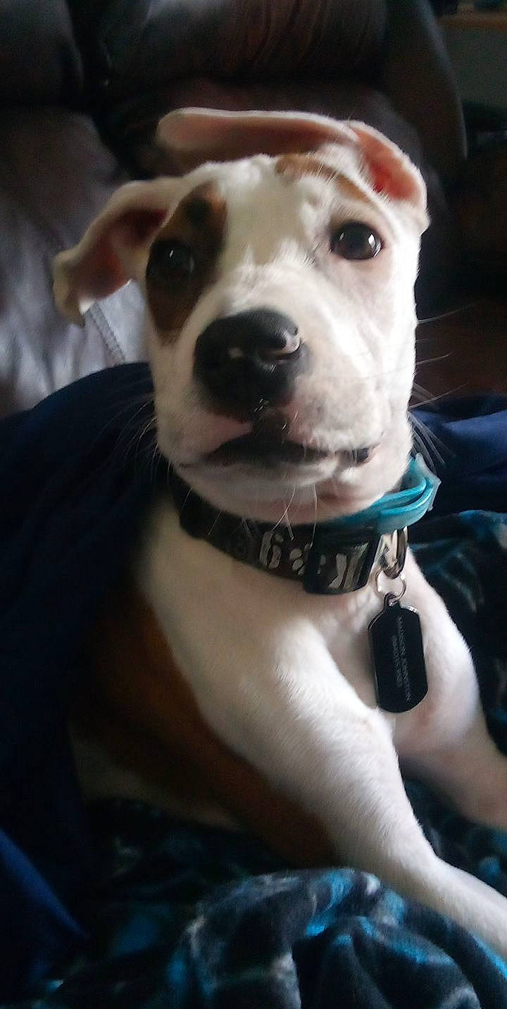 Zero joined the competition — help win amazing prizes! blue, canidae, carnivore, collar, companion_dog, dog, dog_breed, dog_collar, ear, fashion_accessory, fawn, leash, non_sporting_group, pet_supply, snout, sporting_group, whiskers, working_animal