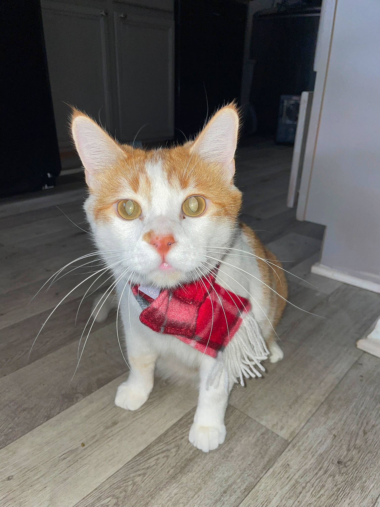 Fatty is registered to the contest to win money with this photo: art, carnivore, cat, collar, domestic_short_haired_cat, fawn, felidae, flooring, foot, fur, hardwood, paw, small_to_medium_sized_cats, snout, tail, terrestrial_animal, whiskers, wood, wood_flooring, wood_stain