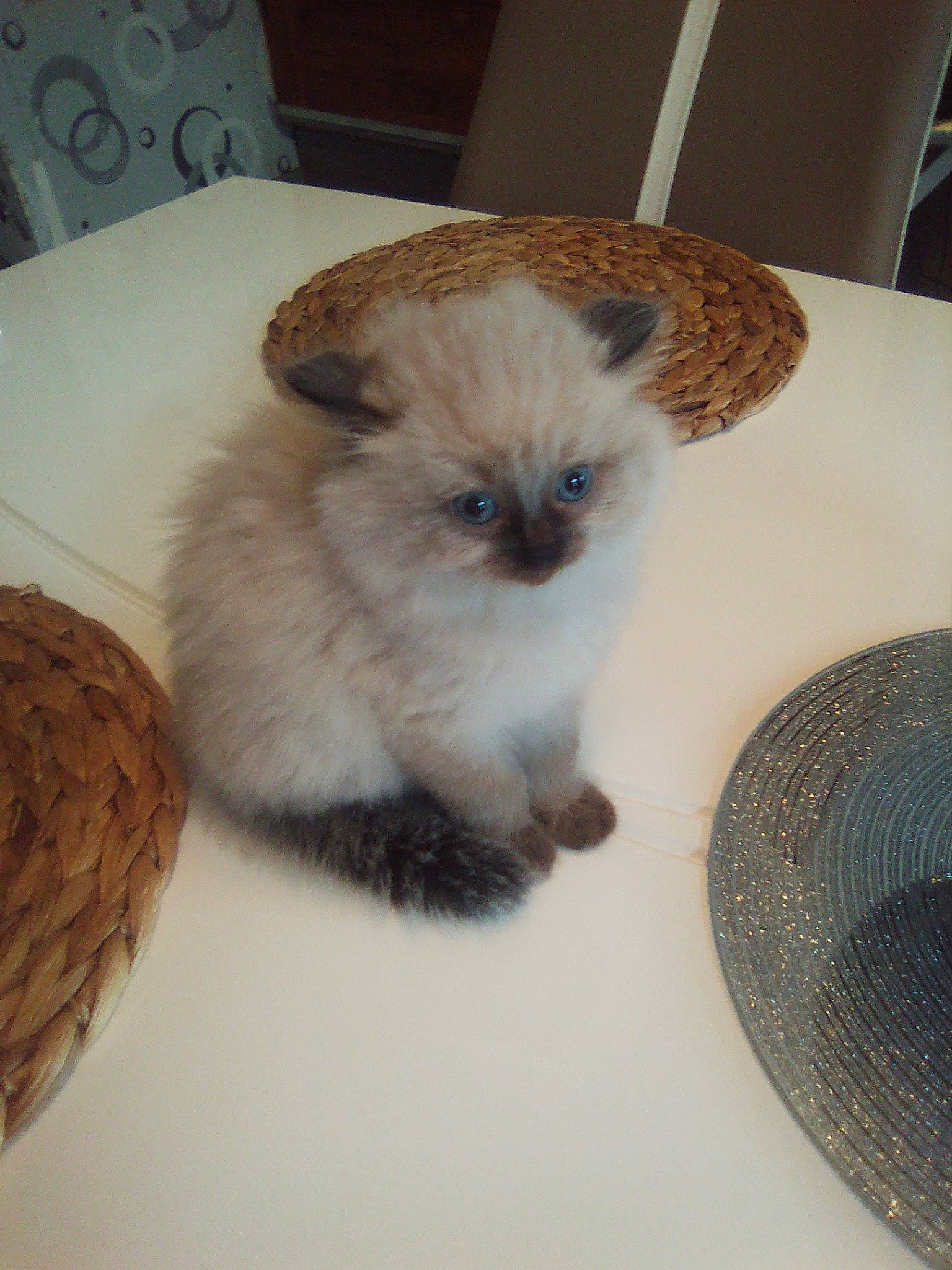 Perle participe au concours pour gagner de l'argent avec cette photo : birman, carnivore, cat, eye, fawn, felidae, fur, himalayan, kitten, mammal, munchkin, ragamuffin, ragdoll, small_to_medium_sized_cats, whiskers