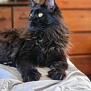 Zeus is registered to the contest to win money with this photo: cat, black_cat, longhaired_cat, pet, feline, indoor, bed, blanket, dresser, wooden_furniture, yellow_eyes, whiskers, paws, fur, portrait, lounging, close_up, domestic_cat, watermark, shallow_depth_of_field