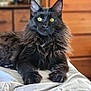 Zeus joined the competition — help win amazing prizes! cat, black_cat, maine_coon, pet, feline, yellow_eyes, whiskers, fluffy_fur, paws, bed, blanket, indoor, bedroom, dresser, portrait, close_up, sitting, gaze, domestic_animal, furniture