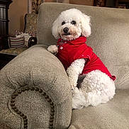 Ruby is registered to the contest to win money with this photo: dog, white_dog, poodle, pet, indoor, couch, furniture, red_shirt, curly_hair, animal, living_room, cozy, relaxed, domestic, home, fur, cute, small_dog, seated, looking_away