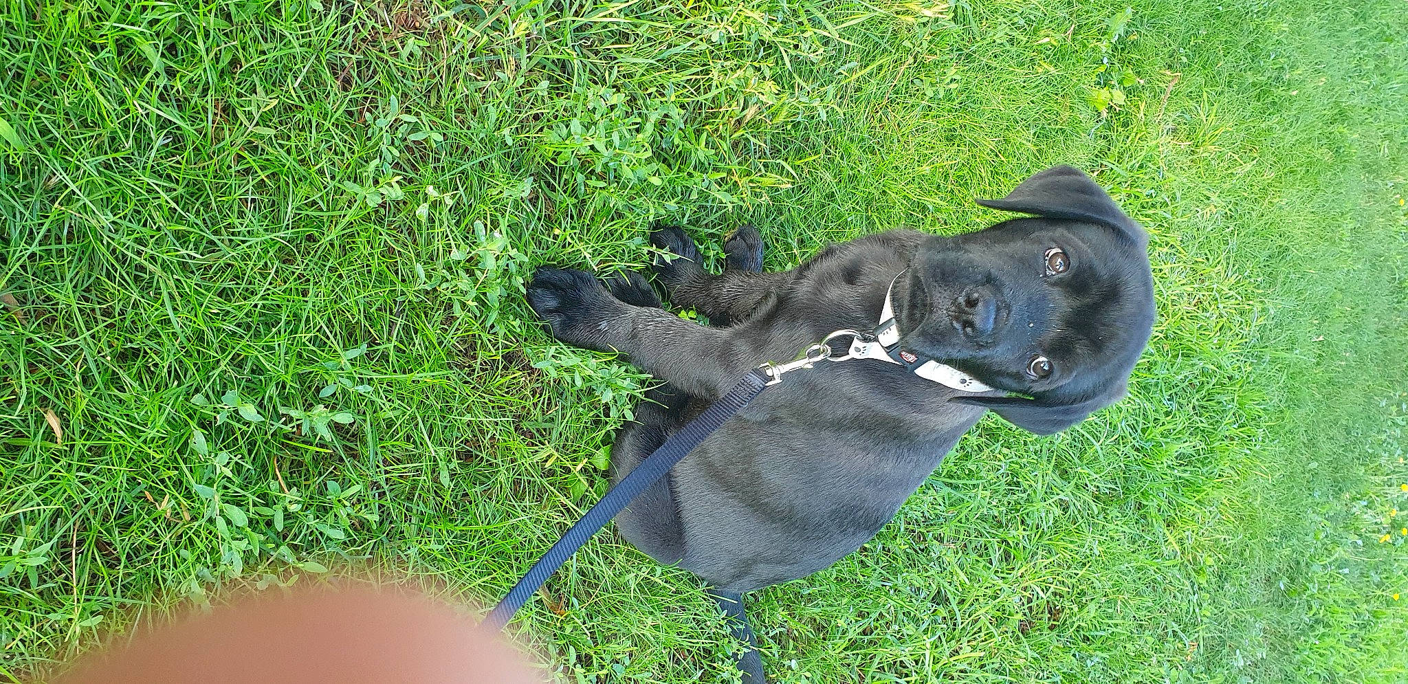 Massaï a rejoint le concours — aidez-le/la à gagner de superbes lots ! borador, canidae, carnivore, collar, companion_dog, dog, dog_breed, dog_collar, electric_blue, fashion_accessory, fawn, fur, grass, groundcover, gun_dog, liver, non_sporting_group, plant, terrestrial_animal, working_animal