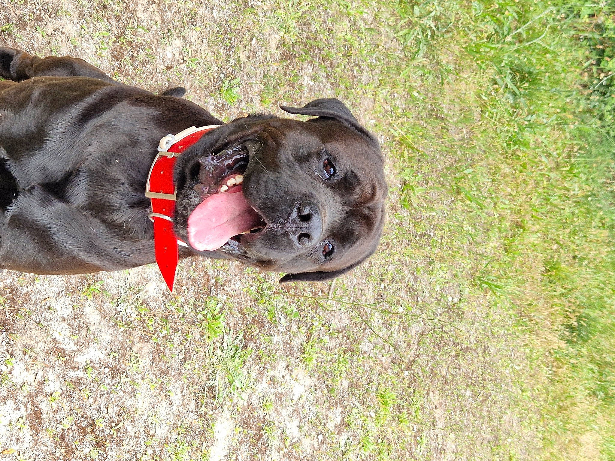 Massaï a rejoint le concours — aidez-le/la à gagner de superbes lots ! canidae, carnivore, collar, companion_dog, dog, dog_breed, dog_clothes, dog_collar, dog_supply, fashion_accessory, fawn, grass, guard_dog, leash, liver, pet_supply, snout, sporting_group, terrestrial_animal, working_animal