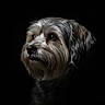 Chewie joined the competition — help win amazing prizes! dog, portrait, animal, pet, fur, closeup, black_background, studio_lighting, cute, mammal, canine, expression, whiskers, head, eyes, nose, fluffy, domestic_animal, side_view, profile