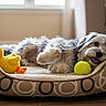 Chewie joined the competition — help win amazing prizes! dog, pet_bed, toy, tennis_ball, plush_duck, indoor, floor, window, curtain, cozy, relaxed, fur, animal, cute, companion, resting, home, domestic, light, smiling