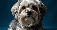 Chewie is registered to the contest to win money with this photo: dog, pet, animal, portrait, fluffy, cute, indoor, blue_background, blue_blanket, fur, small_dog, looking_at_camera, resting, paw, studio_lighting, domestic_animal, companion, adorable, mammal, calm