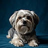 adorable, animal, blue_background, blue_blanket, calm, companion, cute, dog, domestic_animal, fluffy, fur, indoor, looking_at_camera, mammal, paw, pet, portrait, resting, small_dog, studio_lighting
