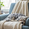armchair, blanket, cozy, cup, dog, fur, furniture, gray, home, indoor, knitted, peaceful, pet, plant, relaxation, resting, sleeping, table, white, window