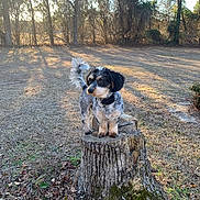 Koda is registered to the contest to win money with this photo: animal, autumn, collar, curious, daytime, dog, field, fluffy_tail, fur, golden_hour, grass, nature, outdoor, park, pet, shadow, small_dog, sunlight, tree_stump, trees